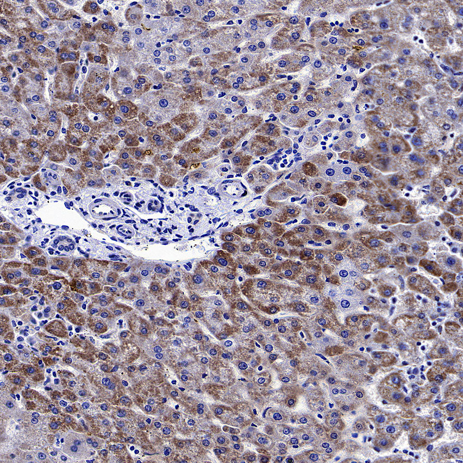 WWP1 Recombinant Rabbit mAb (S-4412-25)