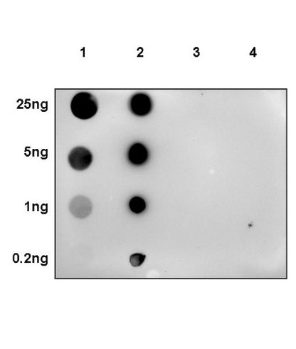 Phospho-p44/42 MAPK (Erk1/2) (Thr202/Tyr204) Recombinant Rabbit mAb (S-602-276)