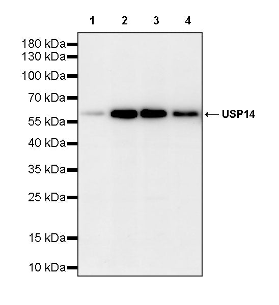 USP14 Recombinant Rabbit mAb (S-4022-13)