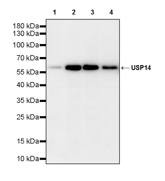 USP14 Recombinant Rabbit mAb (S-4022-13)
