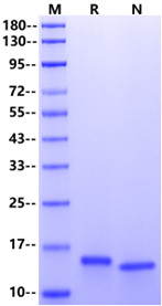 IL-22 Protein, Human