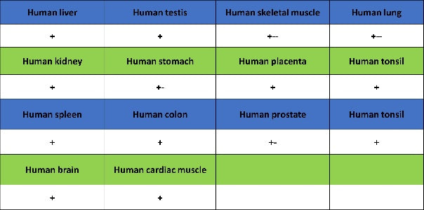 IFIH1 Recombinant Rabbit mAb (S-2413-49)