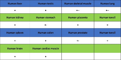 IFIH1 Recombinant Rabbit mAb (S-2413-49)