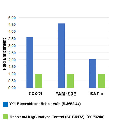 YY1 Recombinant Rabbit mAb (S-3652-44)