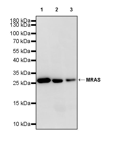 MRAS Recombinant Rabbit mAb (S-4293-71)