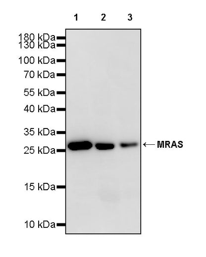 MRAS Recombinant Rabbit mAb (S-4293-71)