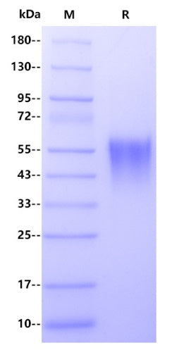 Human ICAM2/CD102 Protein, His Tag