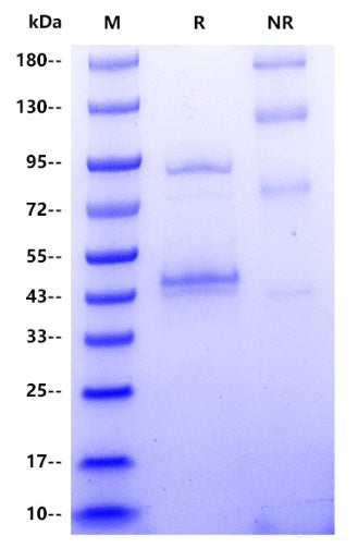 Inhibin beta B hFc Tag Protein, Human