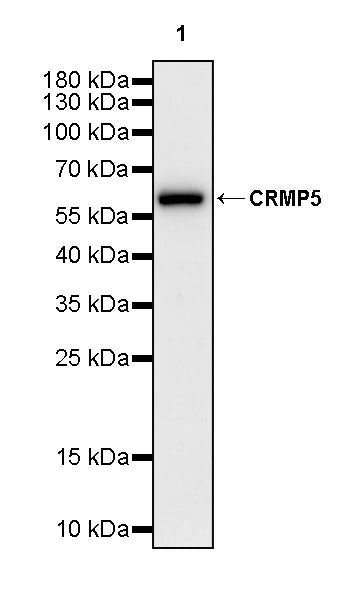 CRMP5 Rabbit Polyclonal Antibody