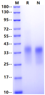 CD7 His Tag Protein, Cynomolgus