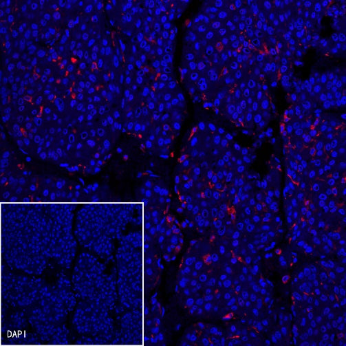 CD68 Recombinant Rabbit mAb (Alexa Fluor® 555 Conjugate) (S-R025)