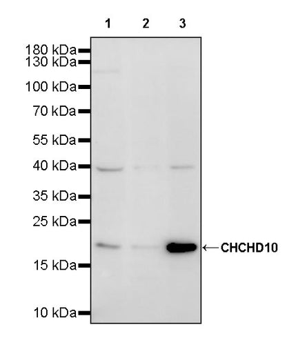 CHCHD10 Recombinant Rabbit mAb (S-4106-13)