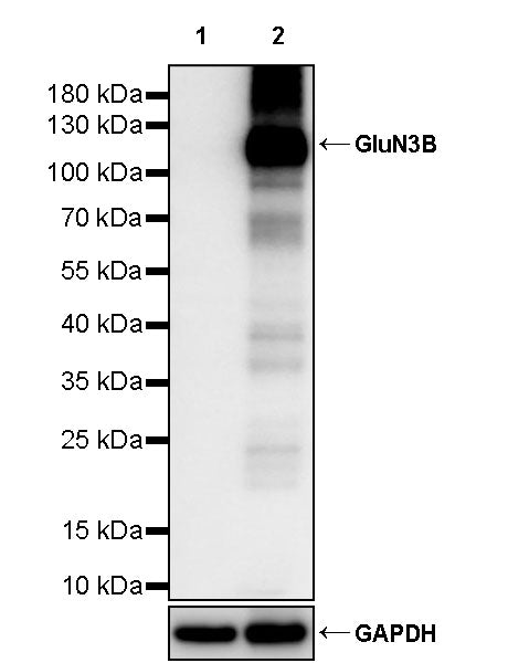 GluN3B Recombinant Rabbit mAb (S-2320-3)