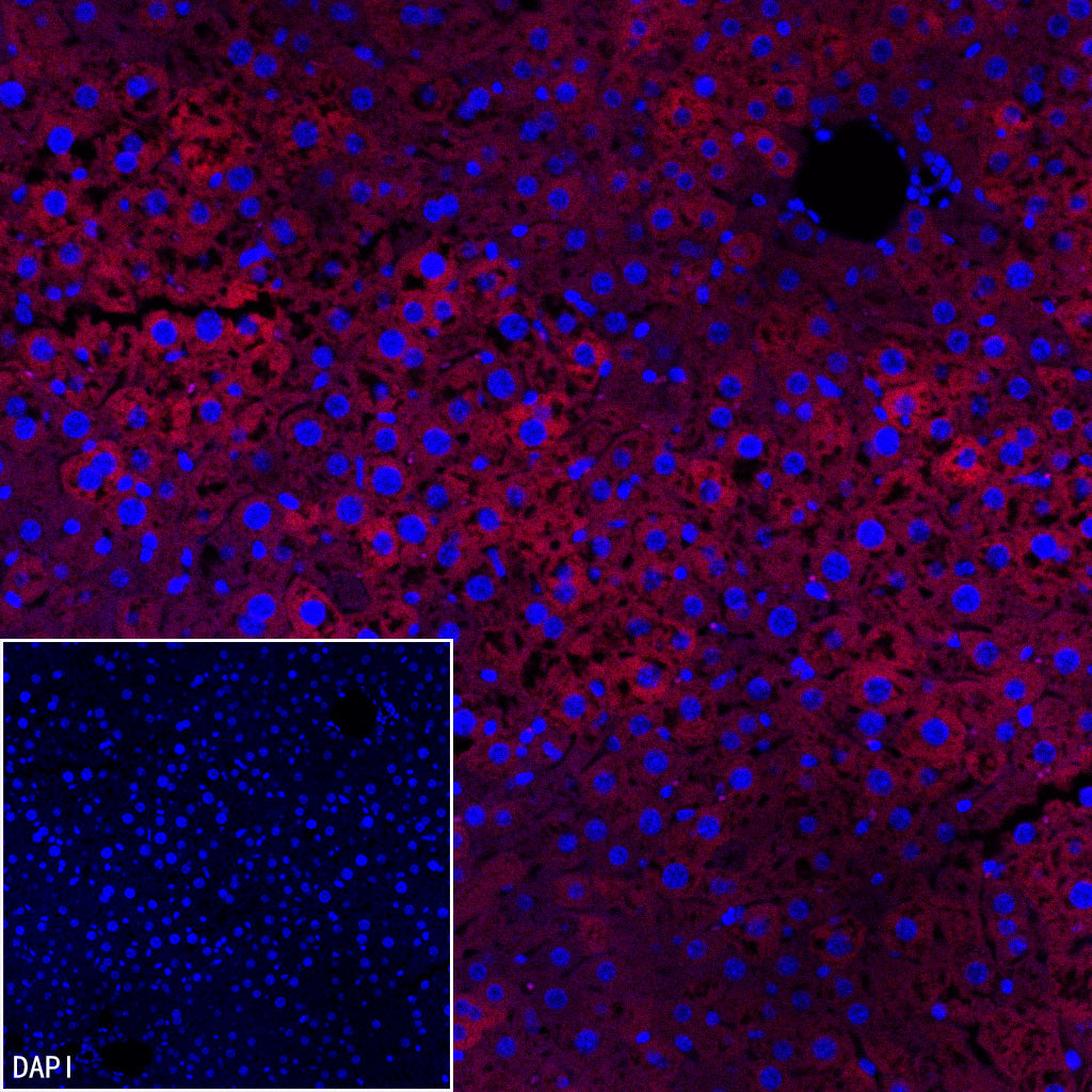 FASN Recombinant Rabbit mAb (Alexa Fluor® 594 Conjugate) (S-682-32)