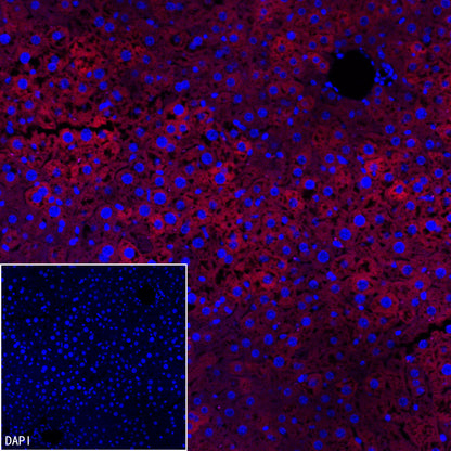 FASN Recombinant Rabbit mAb (Alexa Fluor® 594 Conjugate) (S-682-32)