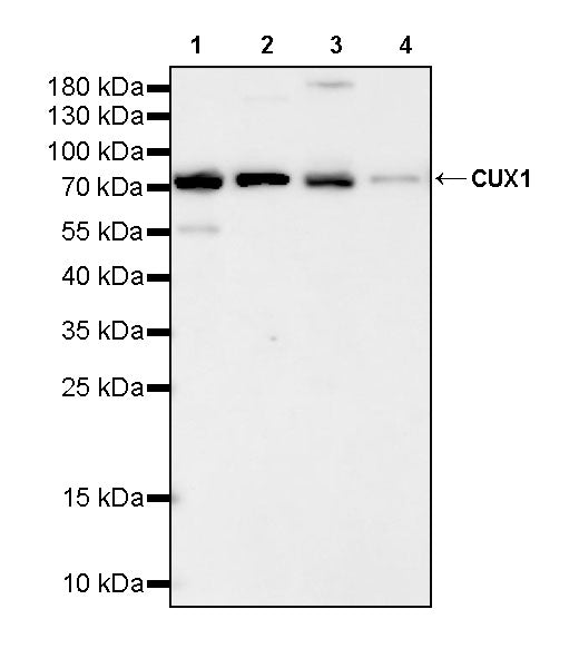 CUX1 Mouse mAb
