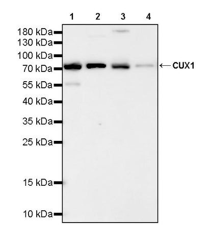 CUX1 Mouse mAb