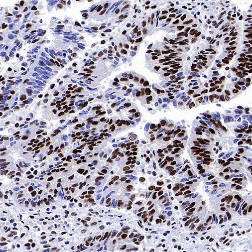 RIBEYE/CTBP2 Rabbit Polyclonal Antibody
