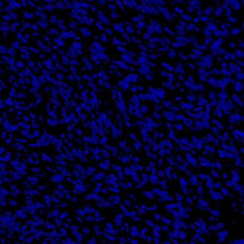 Cytokeratin 7 Recombinant Rabbit mAb (Alexa Fluor® 700 Conjugate) (SDT-R028)