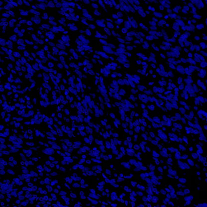 Cytokeratin 7 Recombinant Rabbit mAb (Alexa Fluor® 700 Conjugate) (SDT-R028)
