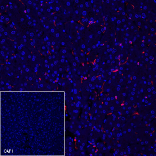 CD68 Recombinant Rabbit mAb (Alexa Fluor® 555 Conjugate) (S-R025)
