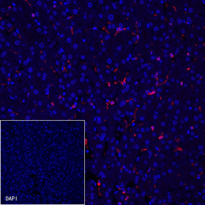 CD68 Recombinant Rabbit mAb (Alexa Fluor® 555 Conjugate) (S-R025)