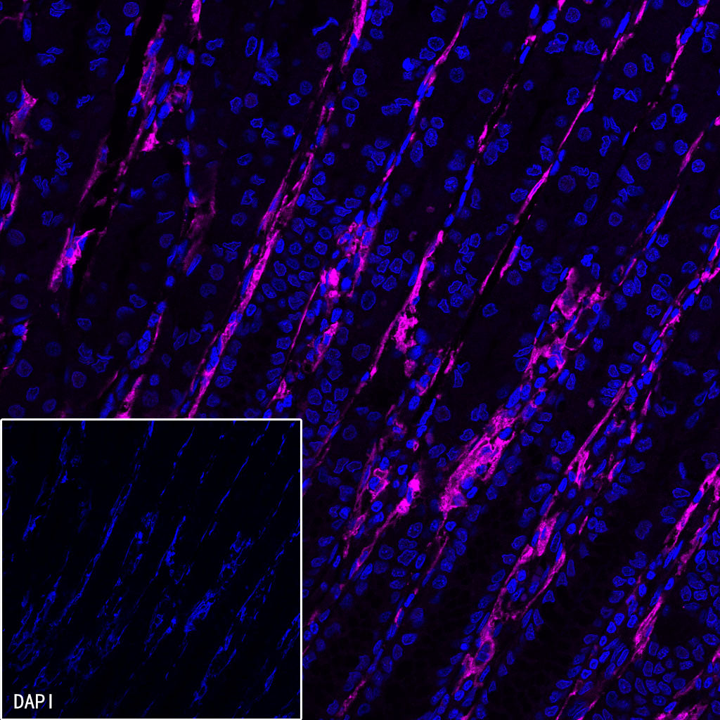 CD14 Mouse mAb (SDT-631-7)