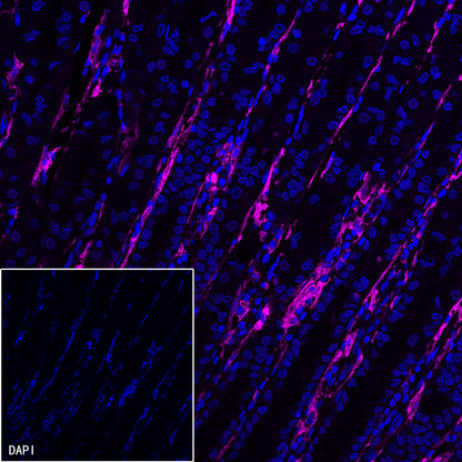 CD14 Mouse mAb (SDT-631-7)