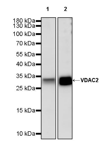 VDAC2 Rabbit Polyclonal Antibody