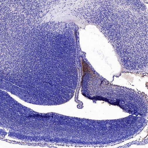 Wnt3a Recombinant Rabbit mAb (S-3300)