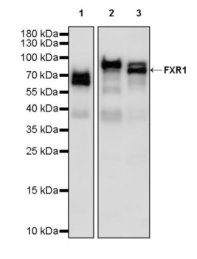 FXR1 Rabbit Polyclonal Antibody