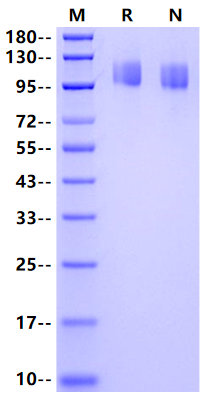 OSMR/IL-31RB His Tag Protein, Canine