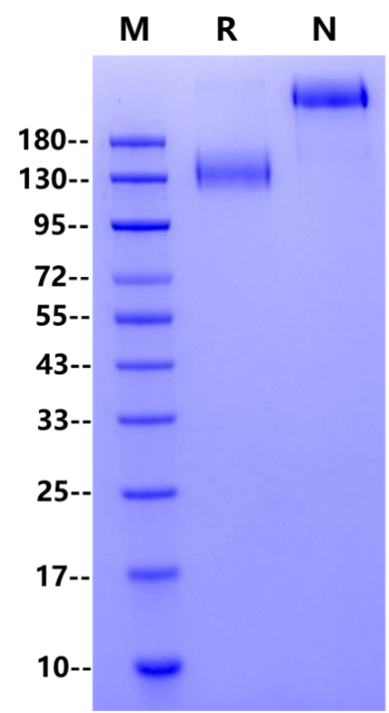 FITC-Labeled CEACAM-5/CD66e Fc Chimera Protein, Human