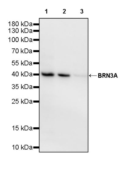 BRN3A Recombinant Rabbit mAb (S-3253-25)