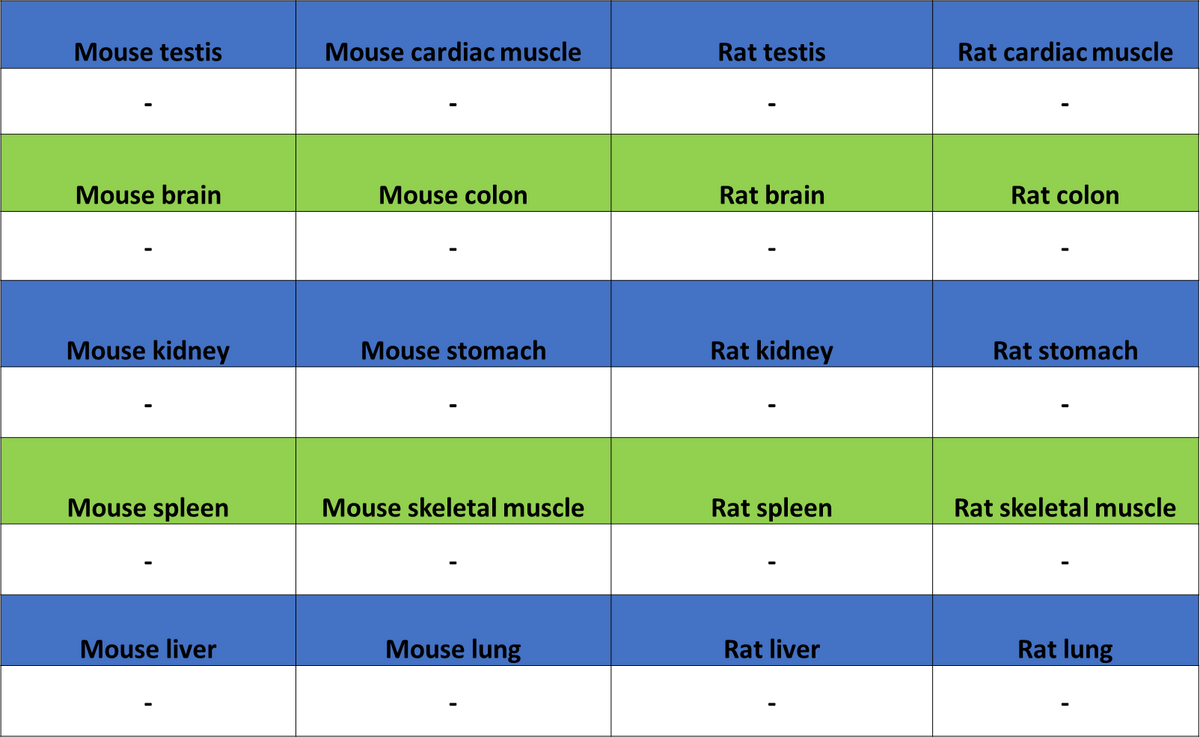 Olfactory Marker/OMP Recombinant Rabbit mAb (S-3513-32)
