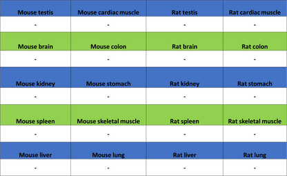 Olfactory Marker/OMP Recombinant Rabbit mAb (S-3513-32)