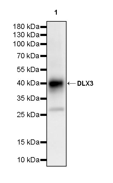 DLX3 Recombinant Rabbit mAb (S-4140-2)