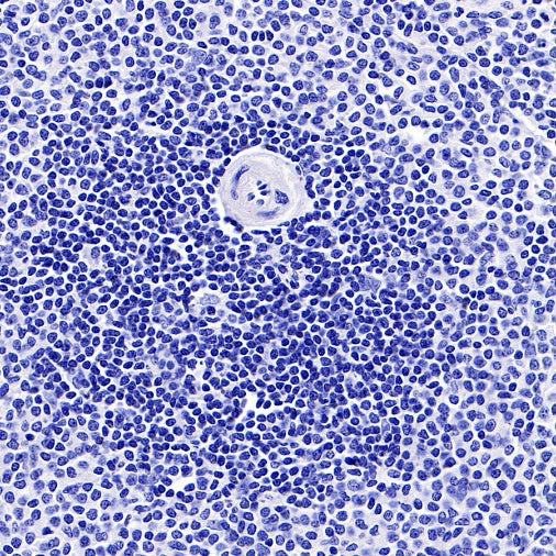 Rabbit mAb IgG Isotype Control (SDT-R173)