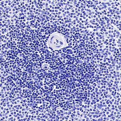 Rabbit mAb IgG Isotype Control (SDT-R173)