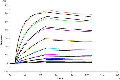 TfR/CD71 His Tag Protein, Human