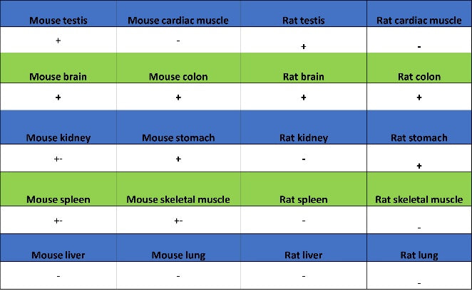 UCHL1 Recombinant Rabbit mAb (S-1765-38)