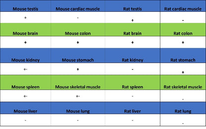 UCHL1 Recombinant Rabbit mAb (S-1765-38)