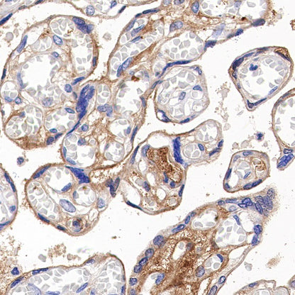 Transferrin Recombinant Rabbit mAb (S-1611-43)