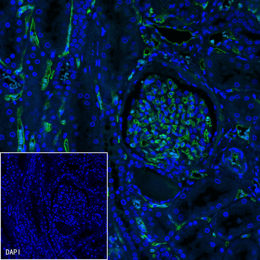 CD34 Recombinant Rabbit mAb,PBS Only (SDT-051-68)