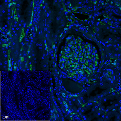 CD34 Recombinant Rabbit mAb,PBS Only (SDT-051-68)
