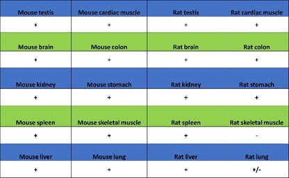 RNF40 Recombinant Rabbit mAb (S-1068-279)