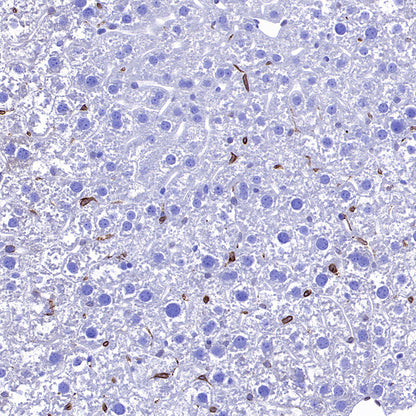 COX2 / Cyclooxygenase Recombinant Rabbit mAb (S-5952)