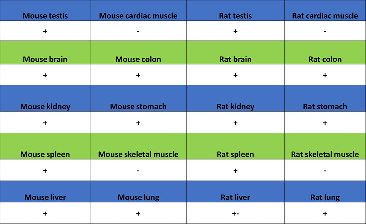 PTK7 Recombinant Rabbit mAb ,PBS Only(SDT-2432-156)
