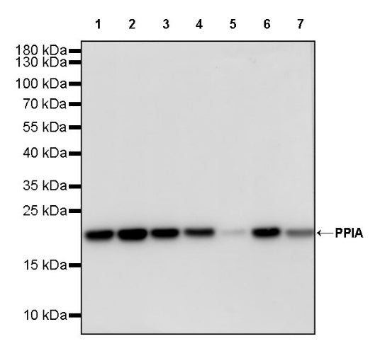 PPIA Recombinant Rabbit mAb (S-2406-28)