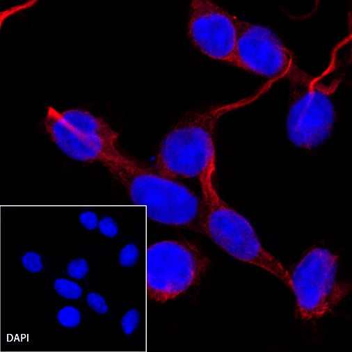 β-tubulin Recombinant Rabbit mAb (Alexa Fluor®555 Conjugate) (S-312-113)